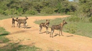 African wild dogs