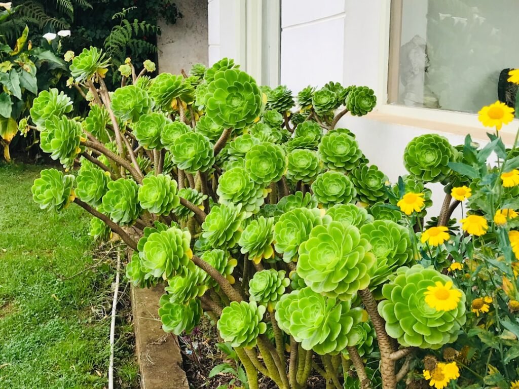 Common Vegetable Garden Mistakes to Avoid